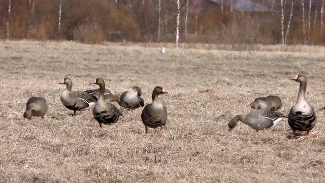 Wild migratory geese stayed on the field. Barnacle goose and white-fronted goose grazing in meadow. Flock of wild birds geese spring migration on the grass. 