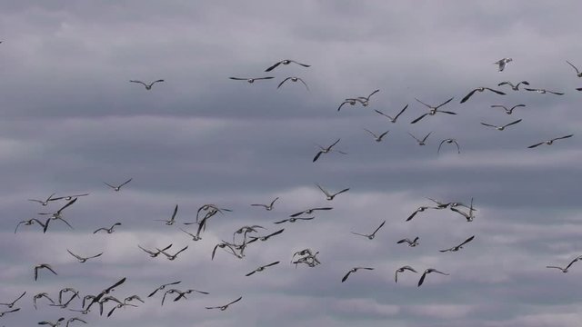 Flock of wild Geese taking off from field in the sky close-up - shoot travel zoom lens. Free flight bird flocks of migrating geese. Migratory birds stayed. Barnacle goose and white-fronted goose. 