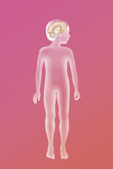 Fototapeta premium Brain, drawing