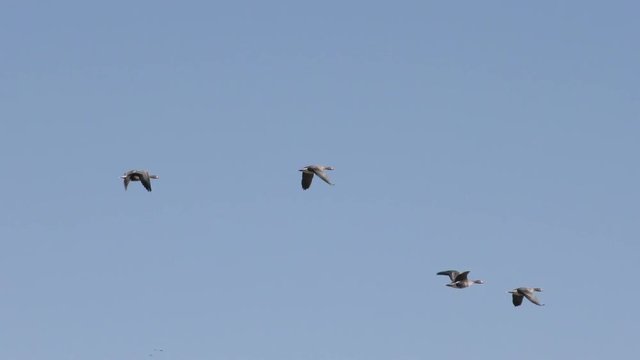 Wild geese flying in the sky - shooting travel zoom lens. Free flight bird flocks of migrating geese. Migratory birds stayed. Barnacle goose and white-fronted goose. 