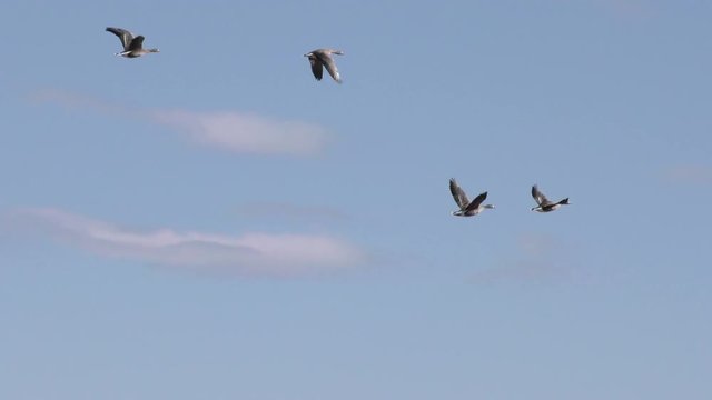 Wild geese flying in the sky - shooting travel zoom lens. Free flight bird flocks of migrating geese. Migratory birds stayed. Barnacle goose and white-fronted goose. 
