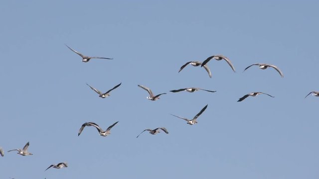 Flock of wild Geese flying in the sky close-up - shoot travel zoom lens. Free flight bird flocks of migrating geese. Migratory birds stayed. Barnacle goose and white-fronted goose. 