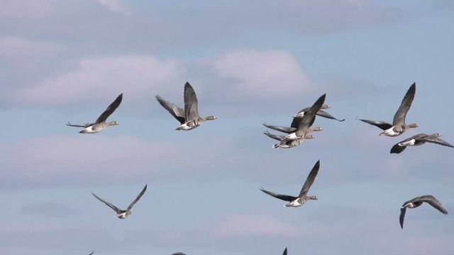 Wild Geese taking off from rural field in the sky. Free flight bird flocks of migrating geese. Migratory birds stayed. Barnacle goose and white-fronted goose. 