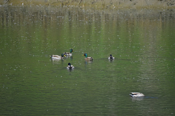The ducks