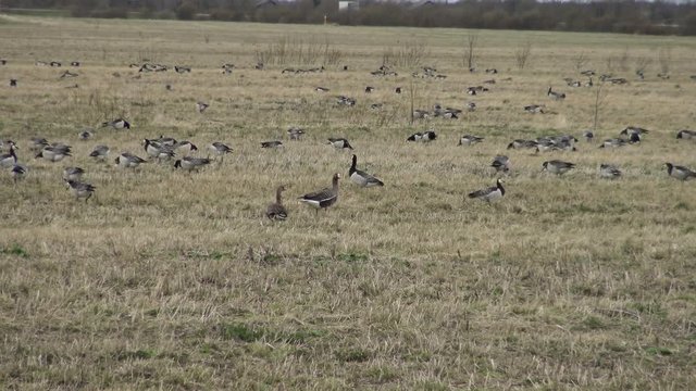 Wild migratory geese stayed on field for the rest and feeding. Barnacle goose and white-fronted goose grazing on meadow. Flock of wild birds geese spring migration on grass. 
