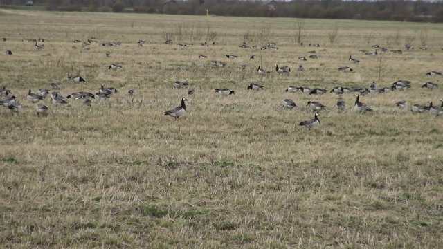 Wild migratory geese stayed on the field for rest and feeding. Barnacle goose and white-fronted goose grazing on meadow. Flock of wild birds geese spring migration on grass. 