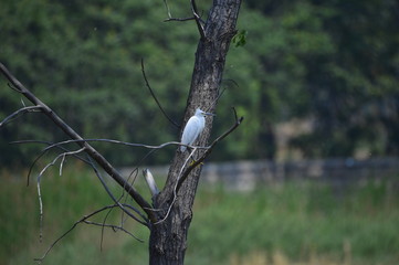 egrets