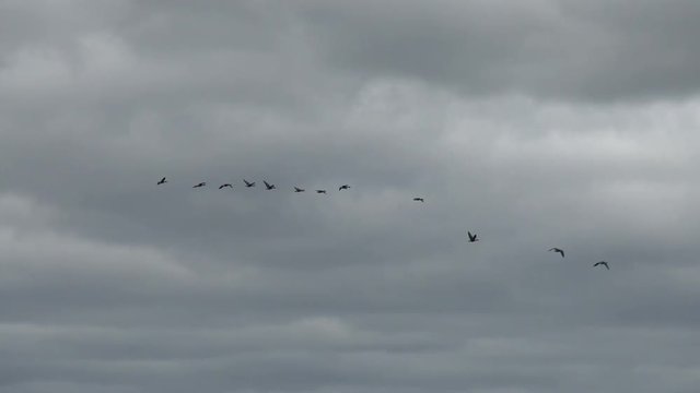 Flying triangle of wild geese. The annual migration of birds.
