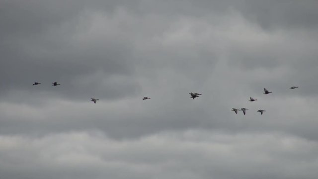 Flying flock of wild geese. The annual migration of birds. Free flight bird flocks of migrating geese. Migratory birds stayed. Barnacle goose and white-fronted goose.