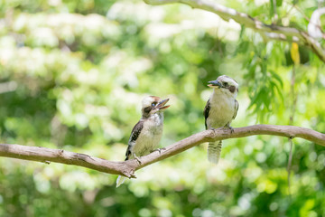 kookaburra couple  ワライカワセミ　夫婦 
