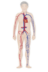 Blood circulation, illustration