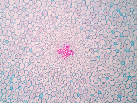 Cross sections of plant root under microscope view