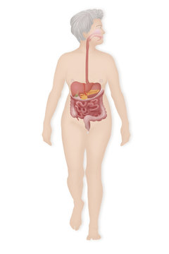 Digestive system, illustration
