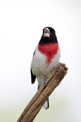 Male Rose-breasted Grosbeak (Pheucticus ludovicianus) perched with open mouth beak under a sunny sky on a white background.