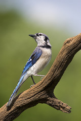 Blue Jay ( Cyanocitta cristata) looking over his shoulder and up toward the sunny sky while perched on a branch against a green background.