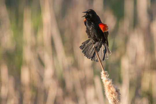 redwing blackbird yelling