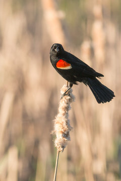 Redwing blackbird