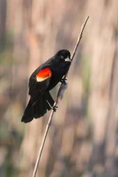Redwing blackbird on catail