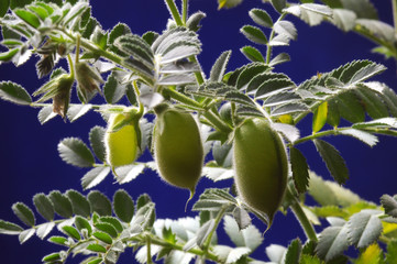 Cicer arietinum Garbanzo Kichererbse Chickpea حمص شائع  Ciecierzyca Нут бараний plant Čičerika del Planta Cece Pois chiche Pianta Flora pospolita