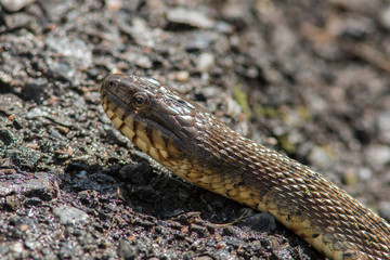 Northern water snake