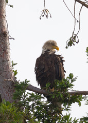 Bald eagle standing on a tree, seen in the wild in  North California
