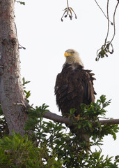 Bald eagle standing on a tree, seen in the wild in  North California