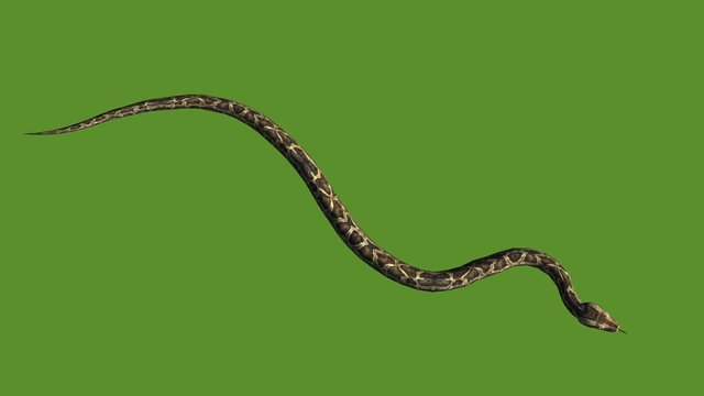 Snake & jungle carpet python crawling swimming,sliding decorative non venomous,wild animal herpetology background. 