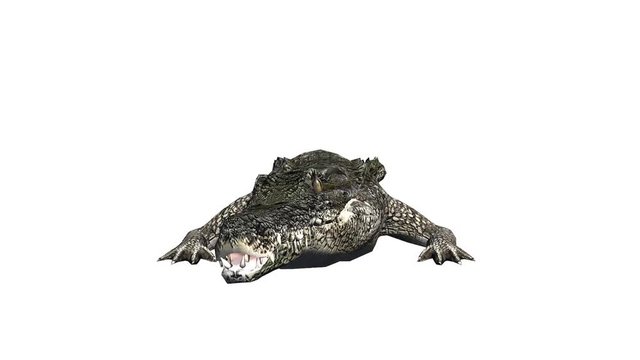 Crocodile open mouth attack hunting,Dangerous animals.