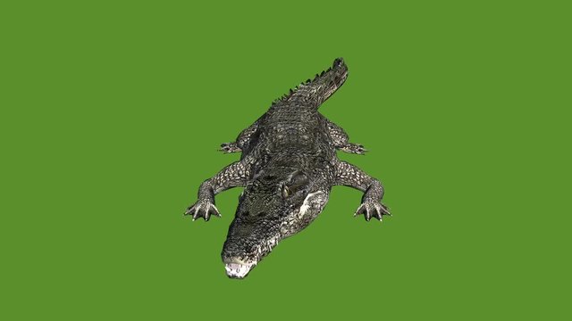 Crocodile open mouth attack hunting,Dangerous animals.