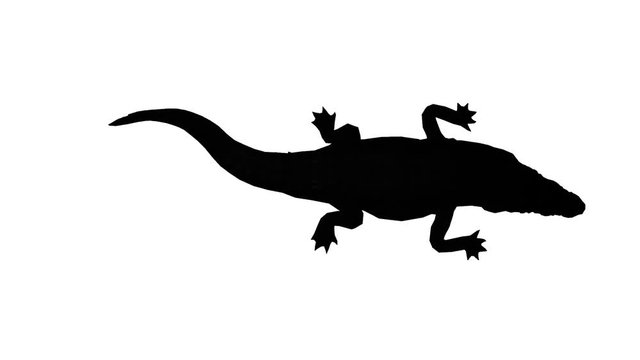 Crocodile open mouth attack hunting,Dangerous animals sketch silhouette.