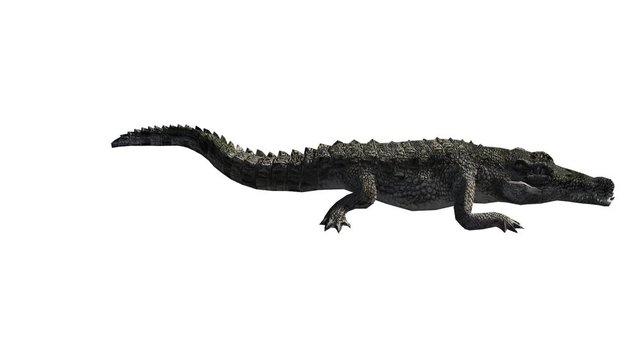 Crocodile open mouth attack hunting,Dangerous animals.