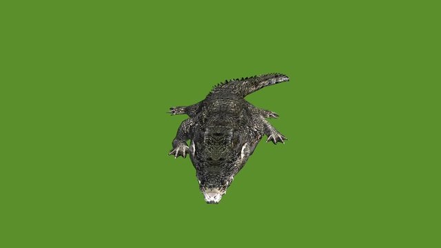 Crocodile open mouth attack hunting eating,Dangerous animals.