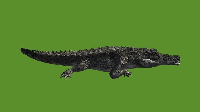 Crocodile open mouth attack hunting eating,Dangerous animals.