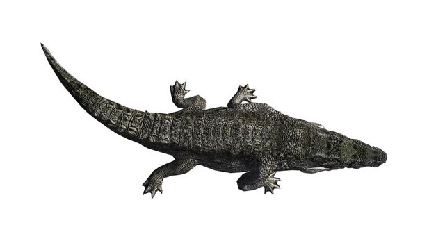 Crocodile open mouth attack hunting eating,Dangerous animals.