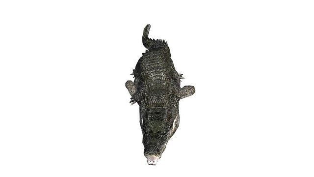Crocodile open mouth attack hunting wallow,Dangerous animals turn over rolling.