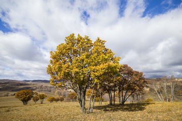 Fototapeta premium In autumn, trees on the hillside