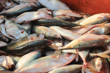 Fish at market. Crowded fish on fish market.