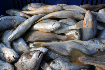 Fish at market. Crowded fish on fish market.