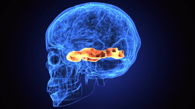 3d illustration of human body skull and brain anatomy parts