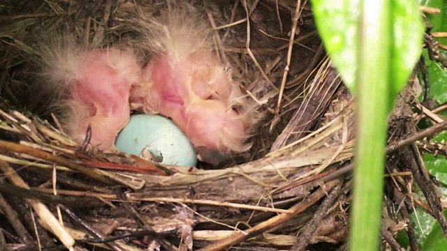 Young Baby Birds huddling around unhatched egg in birds nest