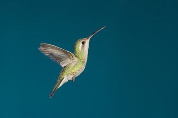 A female Broad-billed Hummingbird (Cynanthus latirostris) hovers near a feeding site.