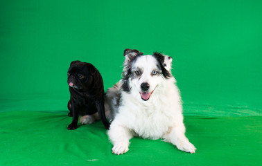 Green screen - Pug and Australian Shepherd Dog	