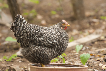 Hen Stands in Water Dish
