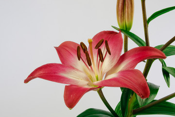 Close up of a red and white lily on white background