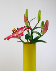 Beautiful red and white lily in yellow vase on white background