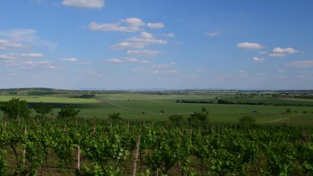 Panoramic view on vineyard. Spring vineyard. 