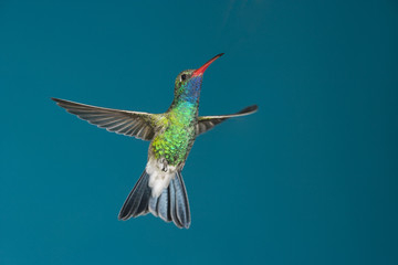 Obraz premium Male broad-billed hummingbird hovering