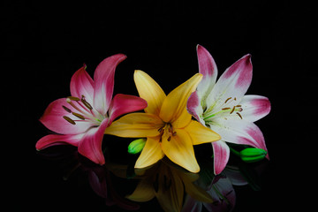 Red orange and red and white lilies on black background