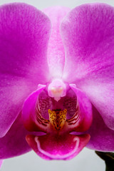 Close Up Purple Orchid