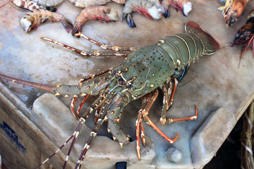 Tiger shrimp are at fish market.